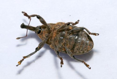 Réf. 188 521 : Larinus sturnus